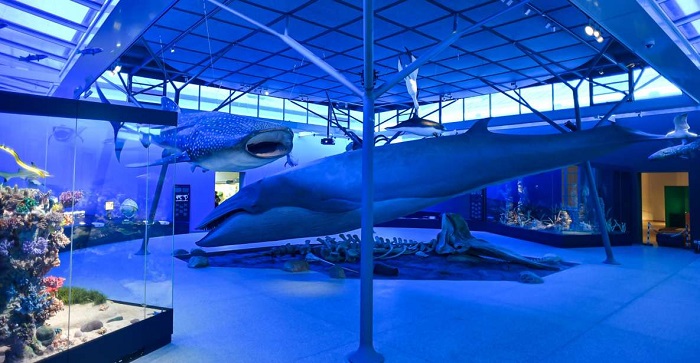 Museo de Historia Natural de Stuttgart