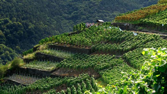 La Ruta del Vino de Wurtemberg