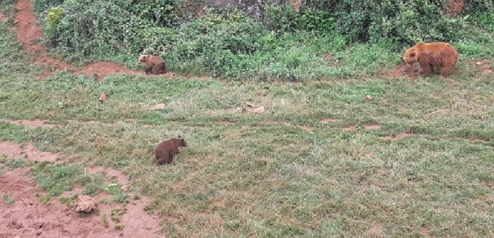 bear and bear cubs