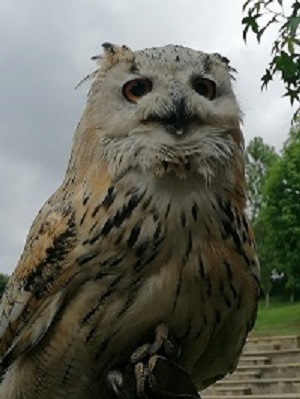 owl
