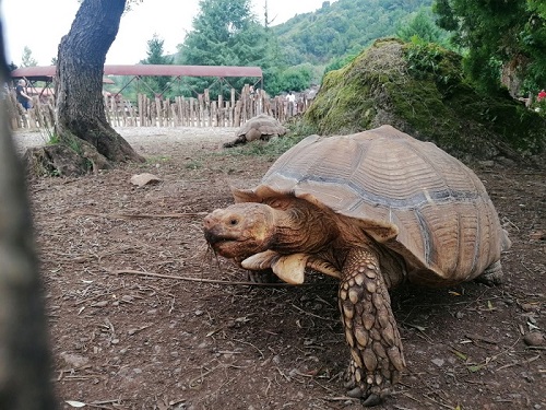 Turtle