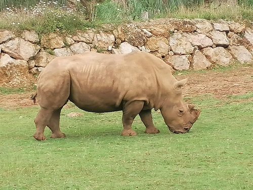 Rhinoceros